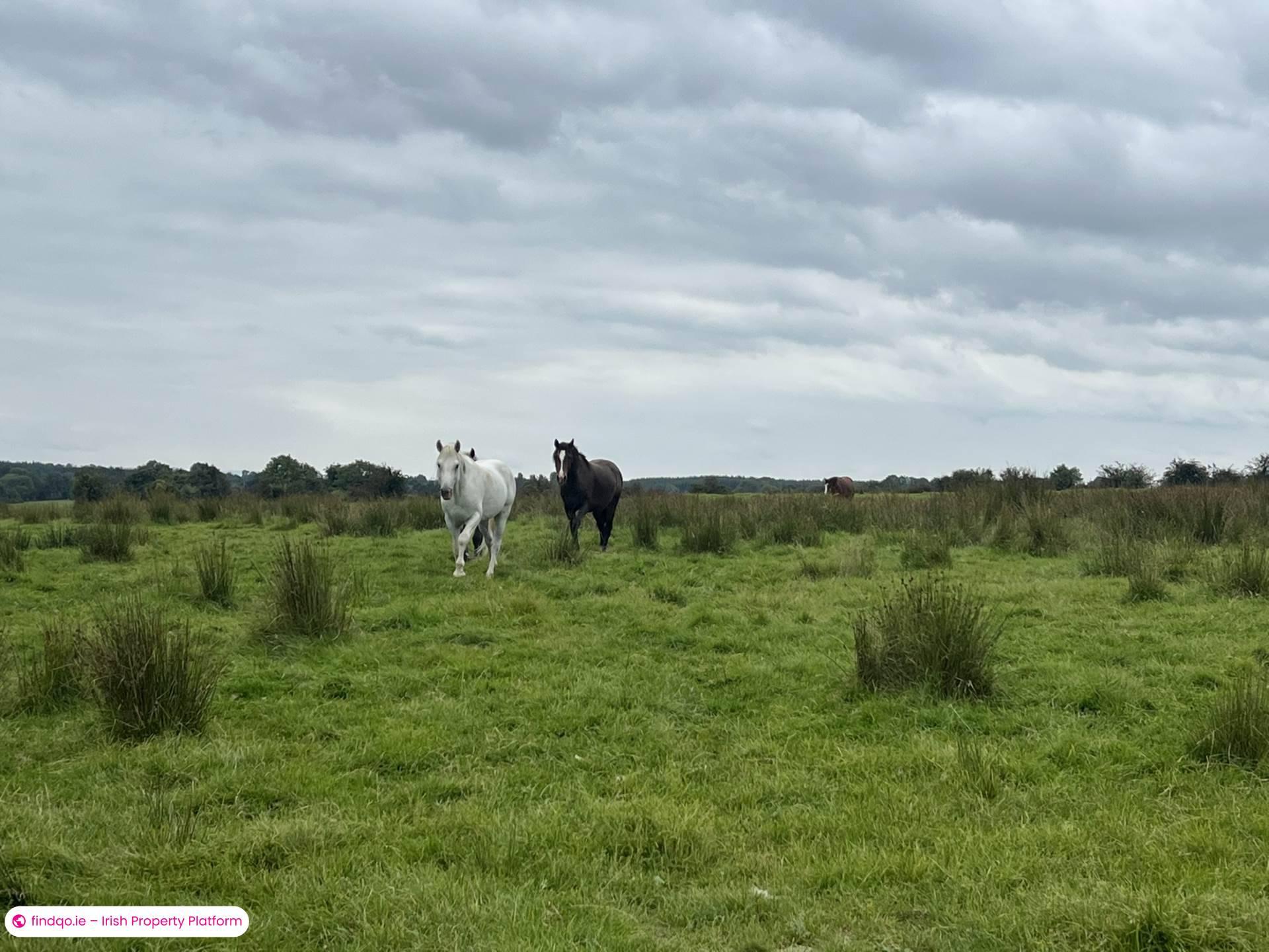 Agricultural Land for Sale in Ballinasloe, Galway