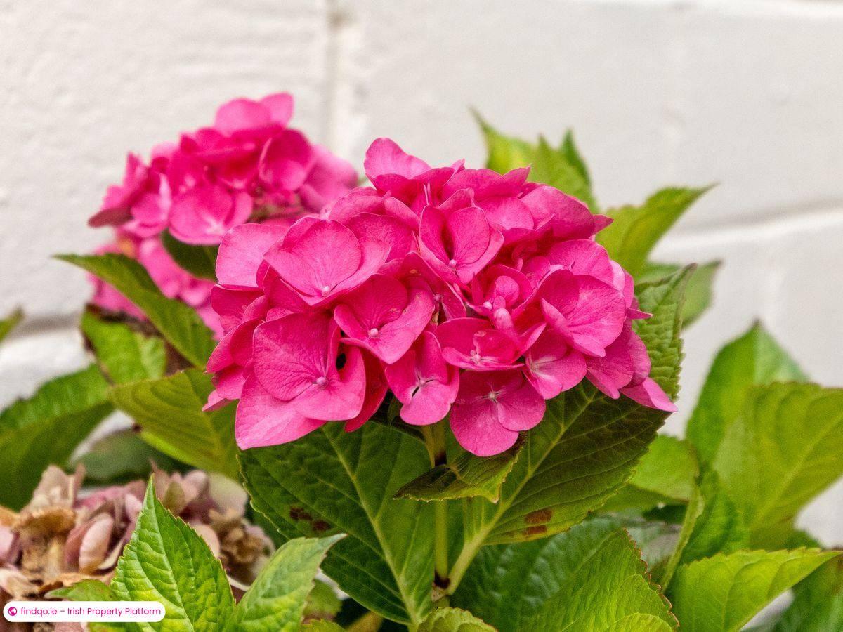 Detached house for Sale in Naas, Kildare