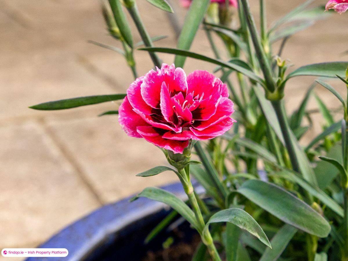 Detached house for Sale in Naas, Kildare