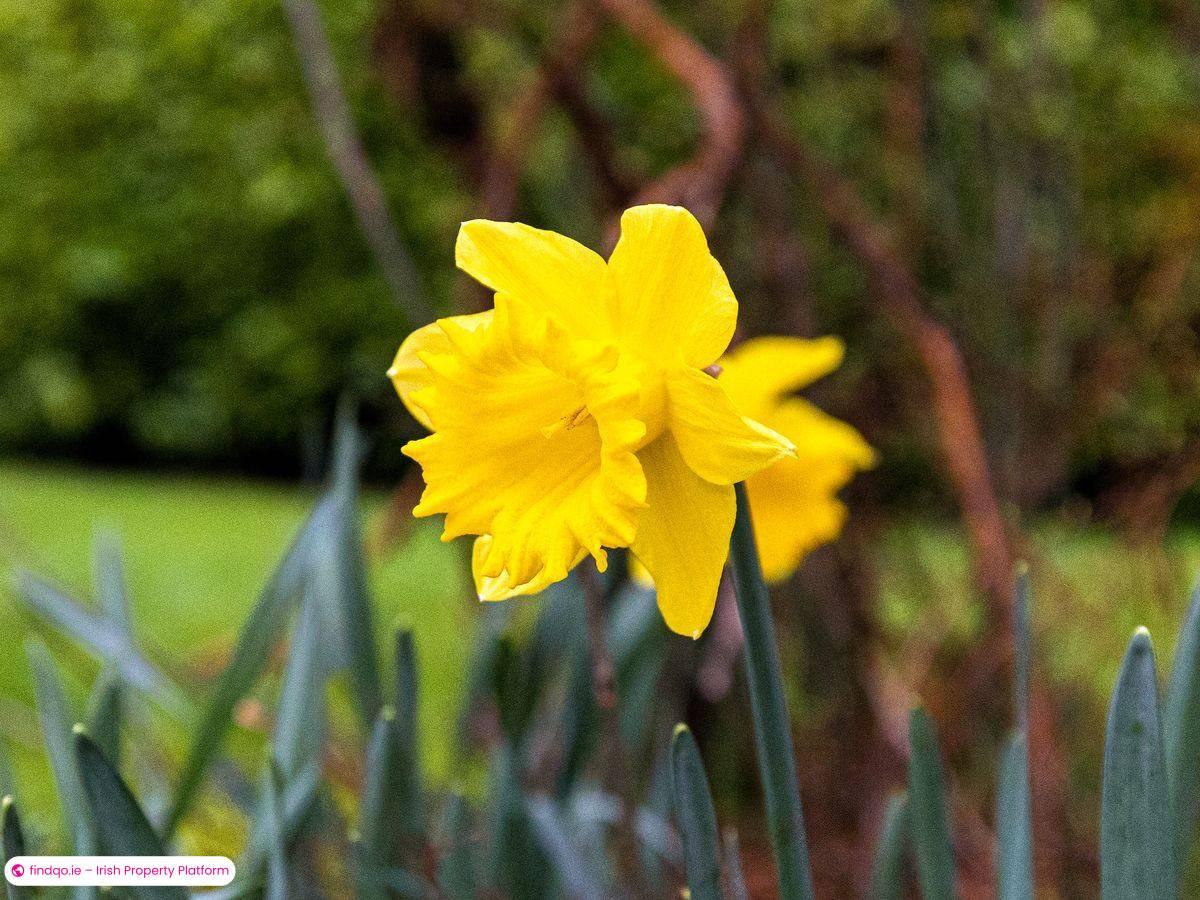 Detached house for Sale in Tullamore, Offaly