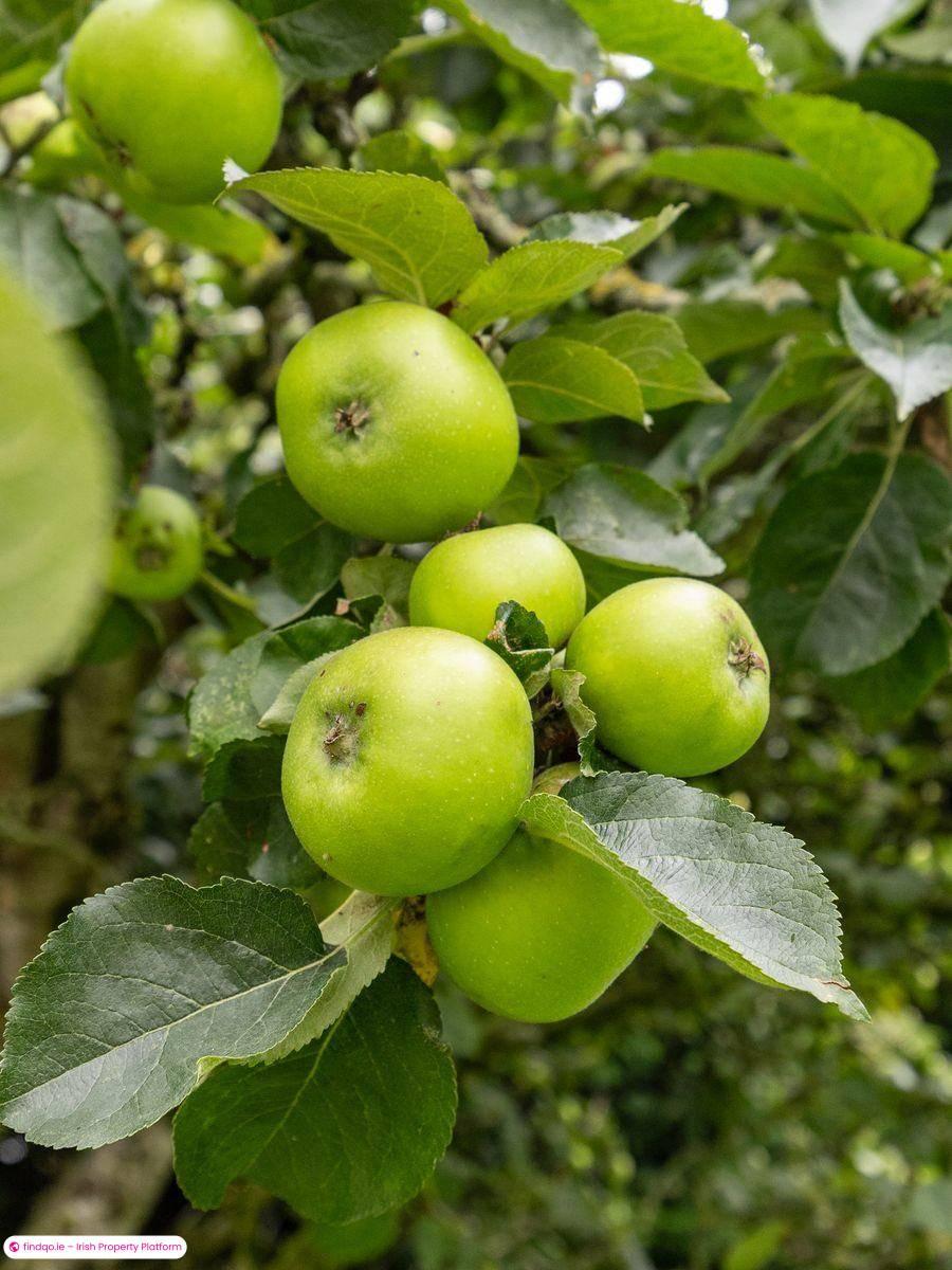 Detached house for Sale in Naas, Kildare