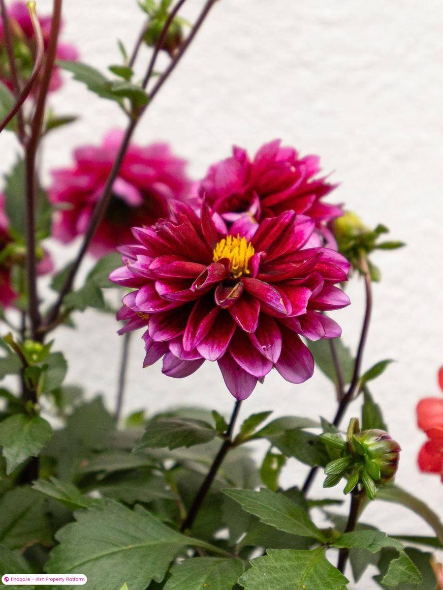 Detached house for Sale in Naas, Kildare