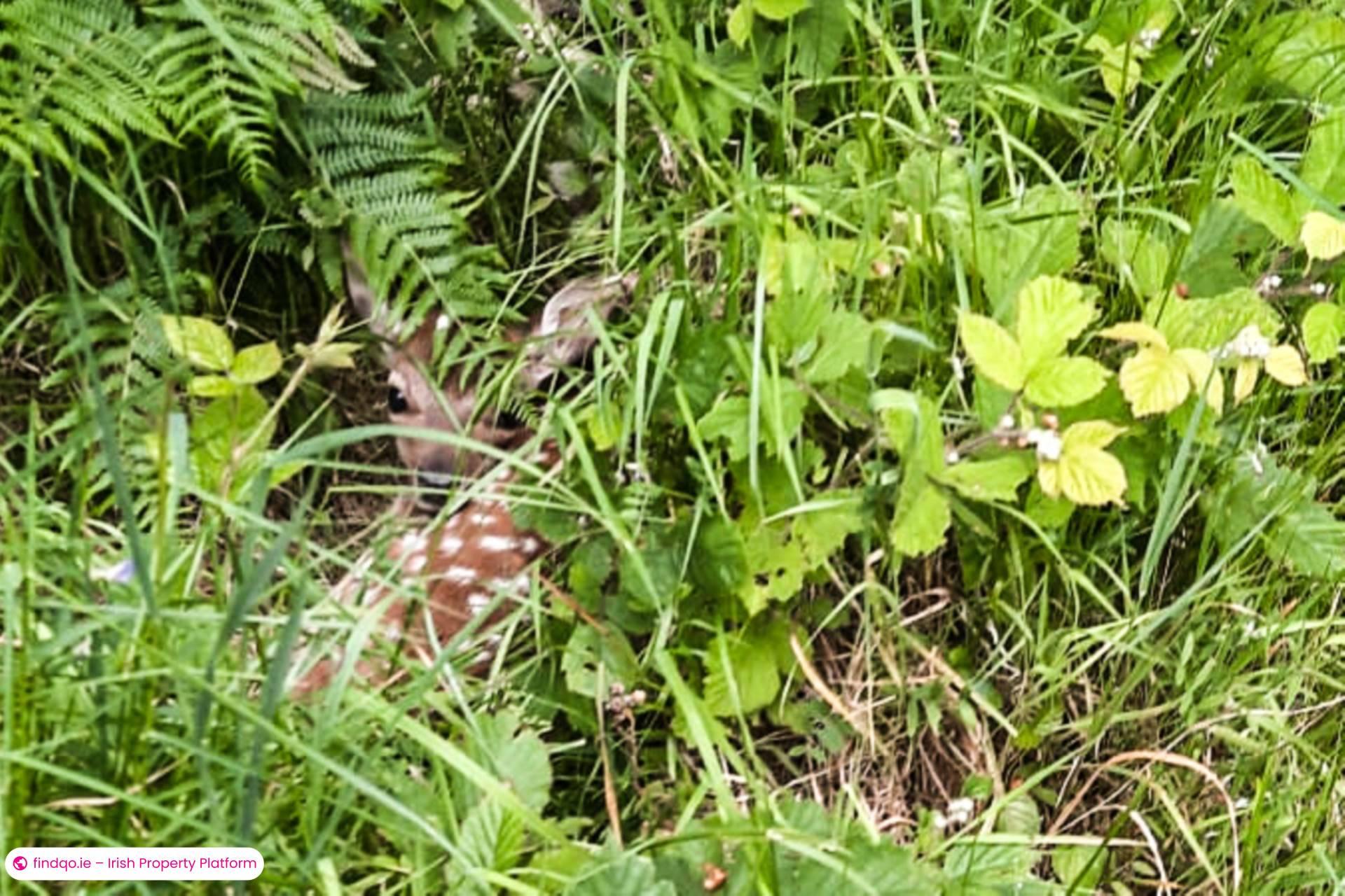 Detached house for Sale in Roundwood, Wicklow