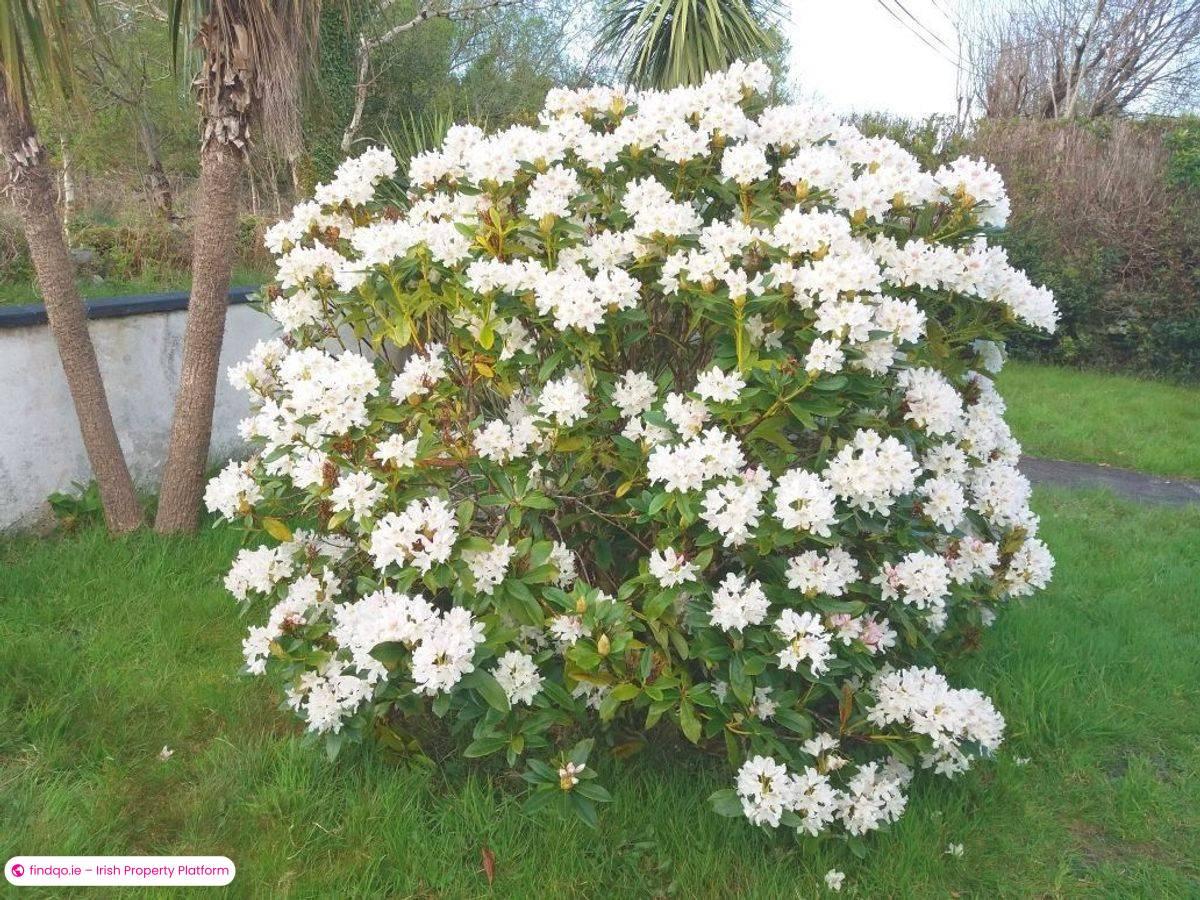 Detached house for Sale in Killorglin, Kerry