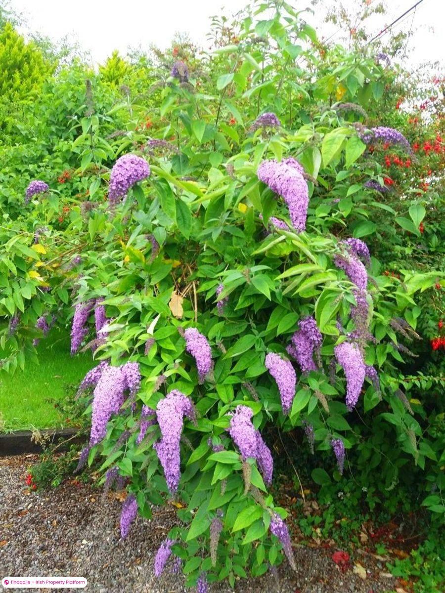 Detached house for Sale in Killorglin, Kerry