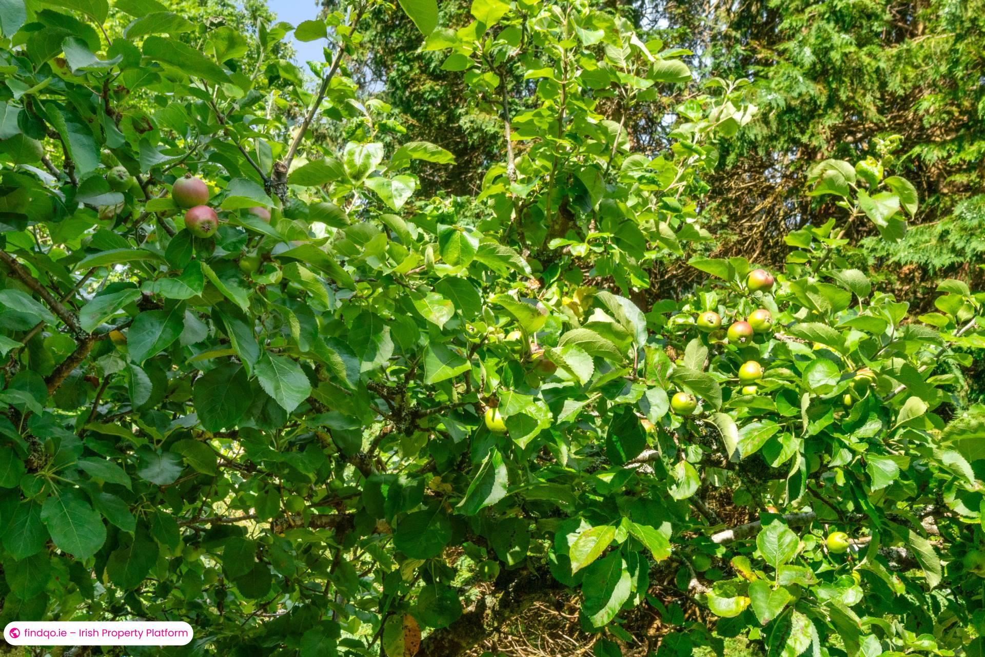 Detached house for Sale in Oughterard, Galway, H91 RFY9