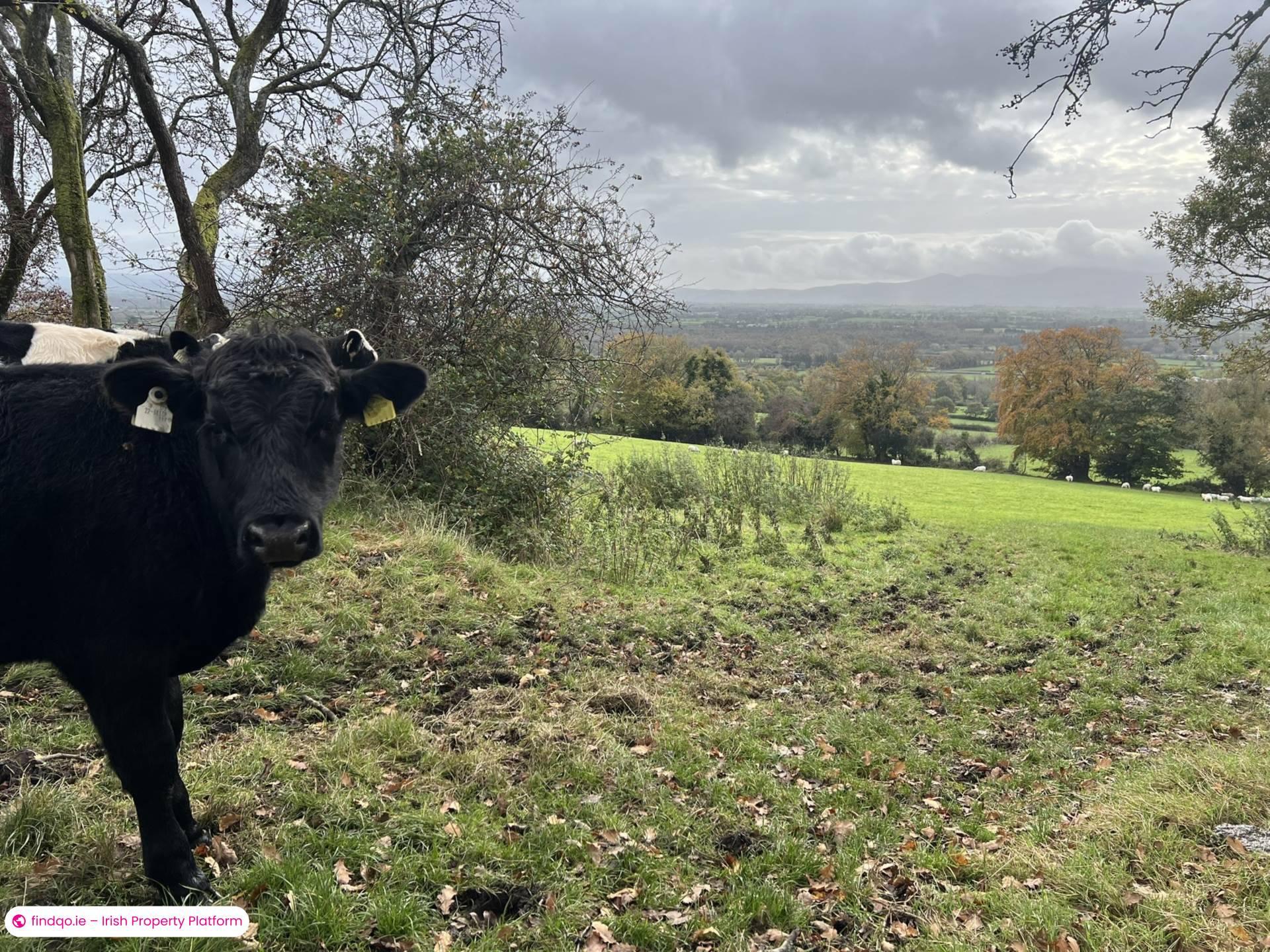 Agricultural Land for Sale in Cahir, Tipperary