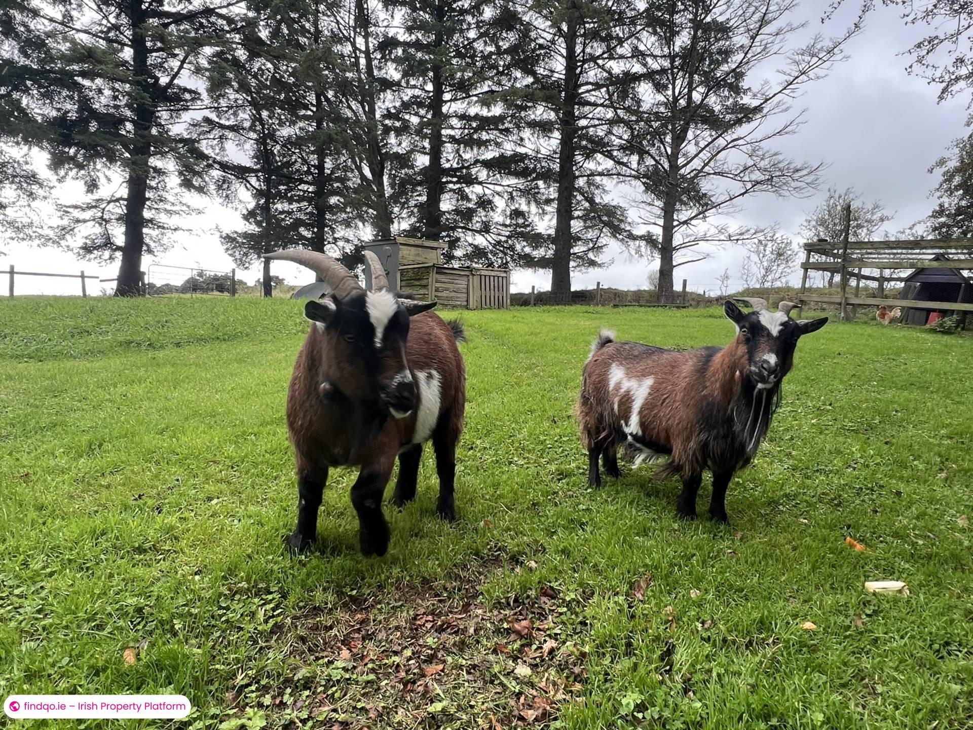 Property for Sale in Ballylanders, Limerick