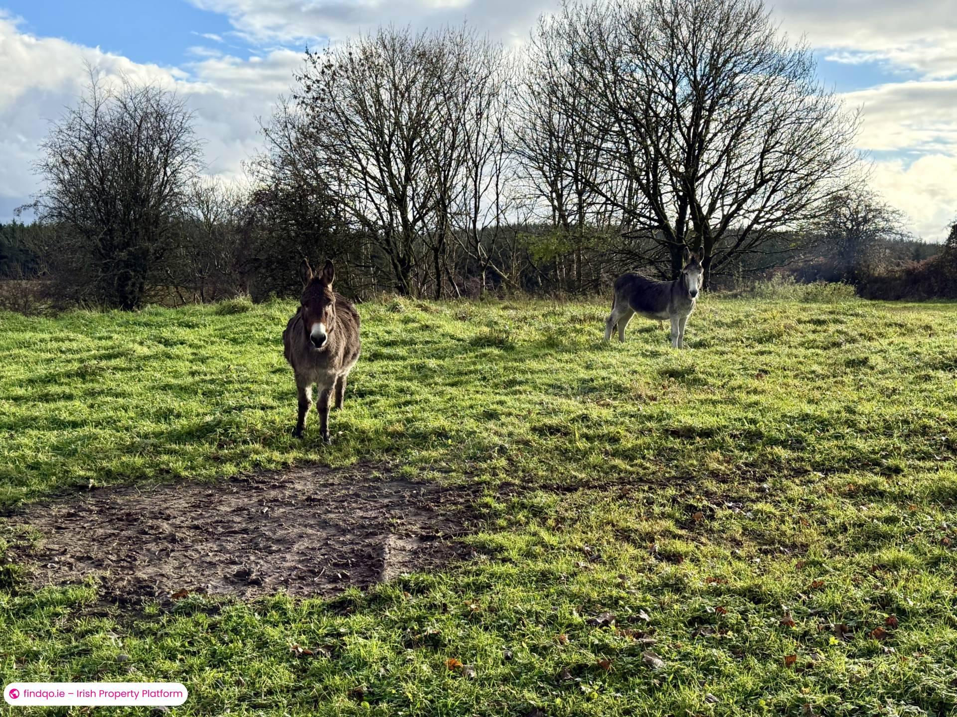 Bungalow for Sale in Loughglynn, Roscommon