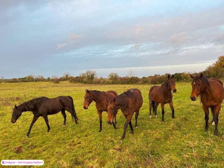 Agricultural Land for Sale in Tullamore, Offaly