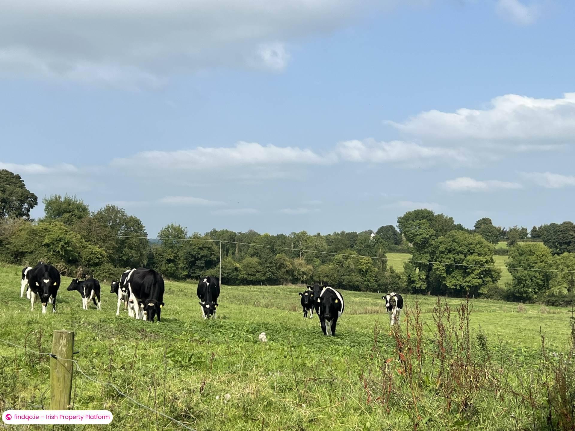Agricultural Land for Sale in Fethard, Tipperary