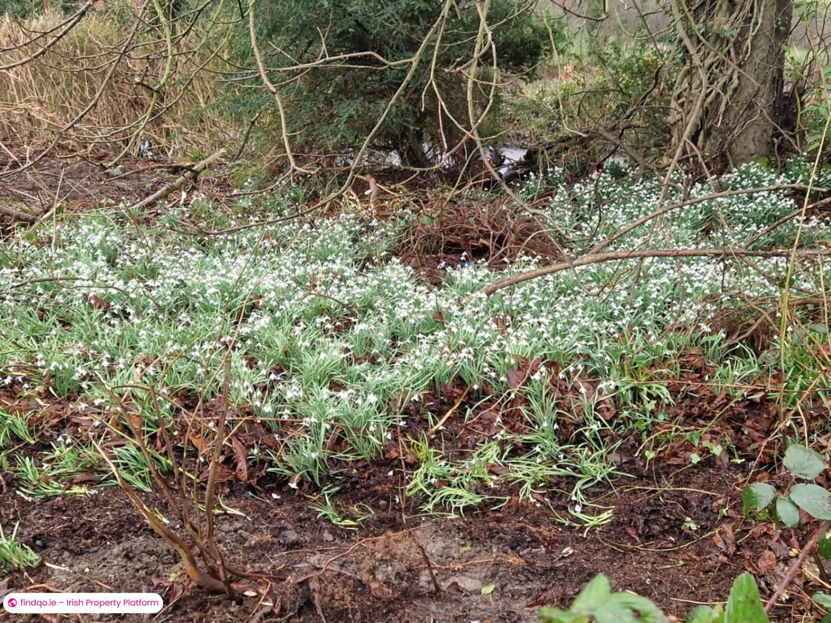 Detached house for Sale in Carrickmacross, Monaghan