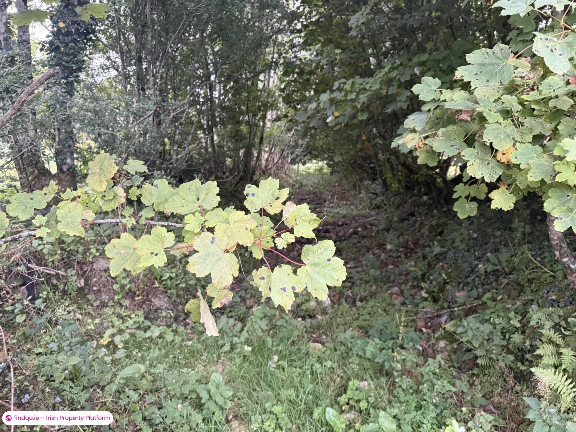 Bungalow for Sale in Ballinlough, Cork